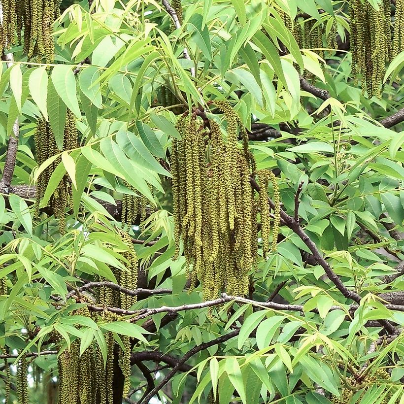 Carya illinoinensis Shoshoni - Nozes-pecã (Floração)
