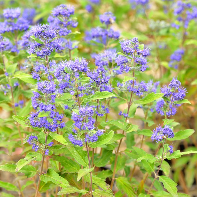 Caryopteris Grand Bleu (Floração)