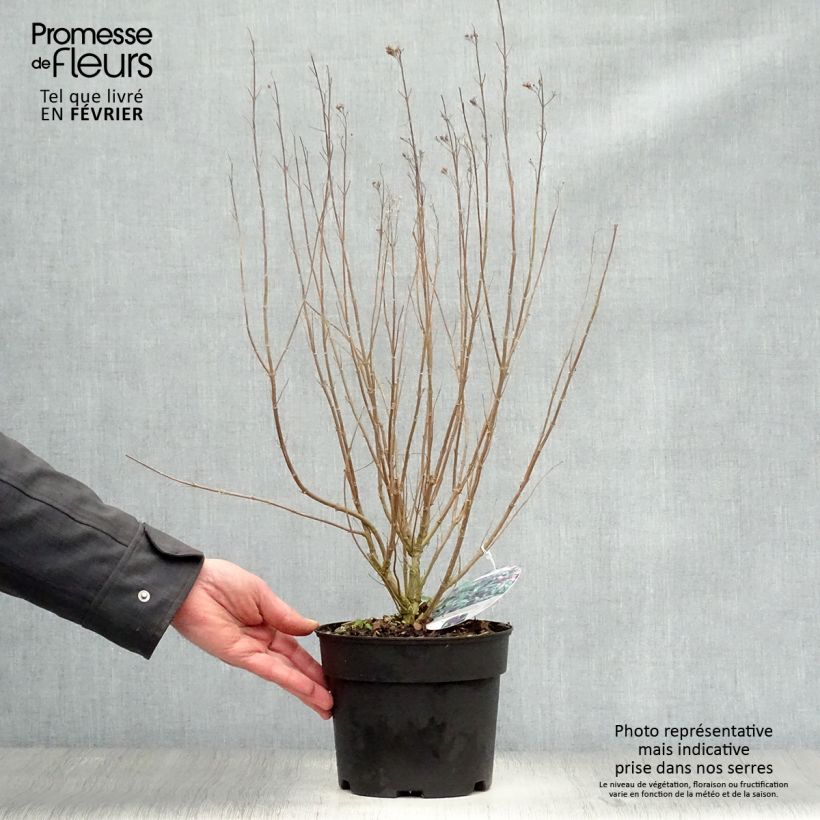 Amostra de Caryopteris Grand Bleu - Spirée bleue  Vaso de 2 L/3 L tal como entregue no inverno