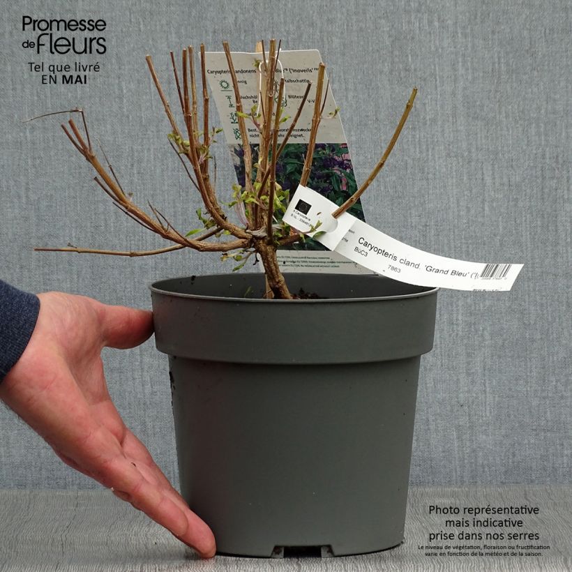 Amostra de Caryopteris Grand Bleu Vaso de 2 L/3 L tal como entregue na primavera