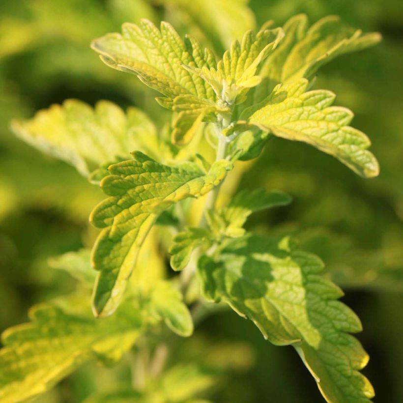 Caryopteris Hint of Gold (Folhagem)