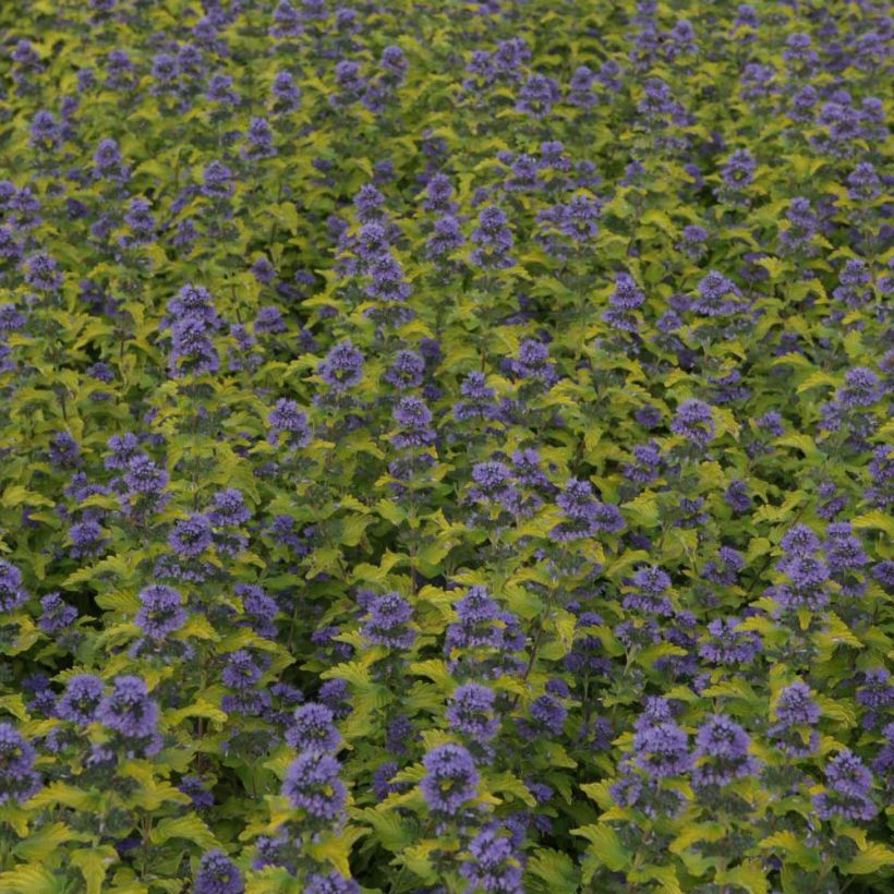 Caryopteris Hint of Gold (Floração)
