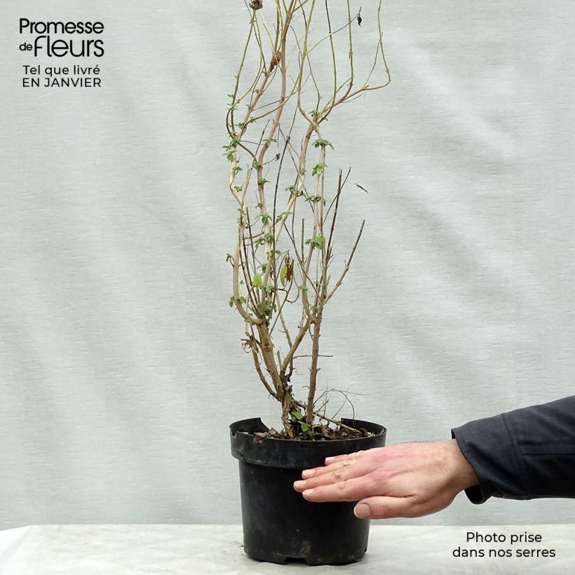 Amostra de Caryopteris Hint of Gold Vaso de 3 L/4 L tal como entregue no inverno