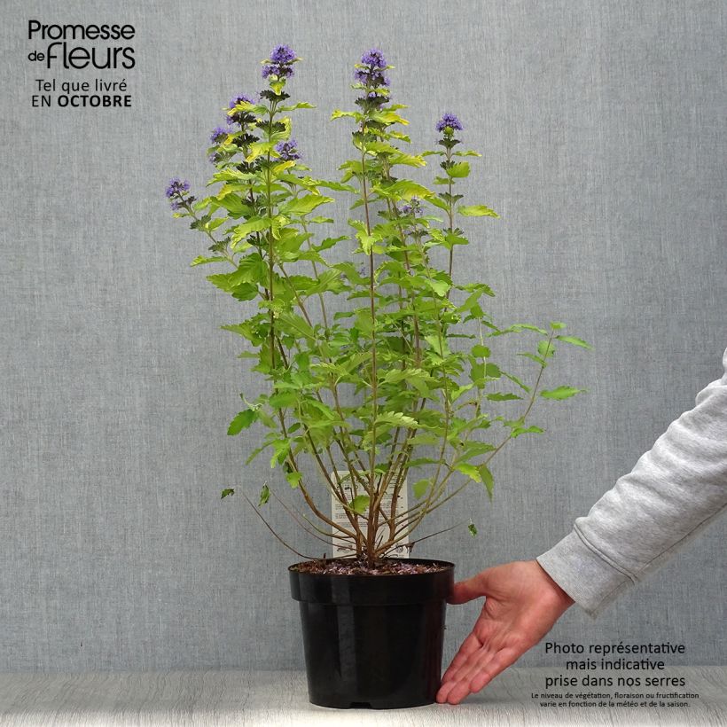 Amostra de Caryopteris Hint of Gold Vaso de 3 L/4 L tal como entregue no outono