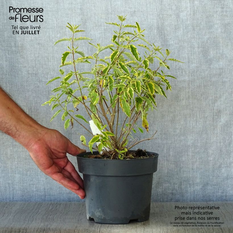 Amostra de Caryopteris Summer Sorbet® Vaso de 3 L/4 L tal como entregue no verão
