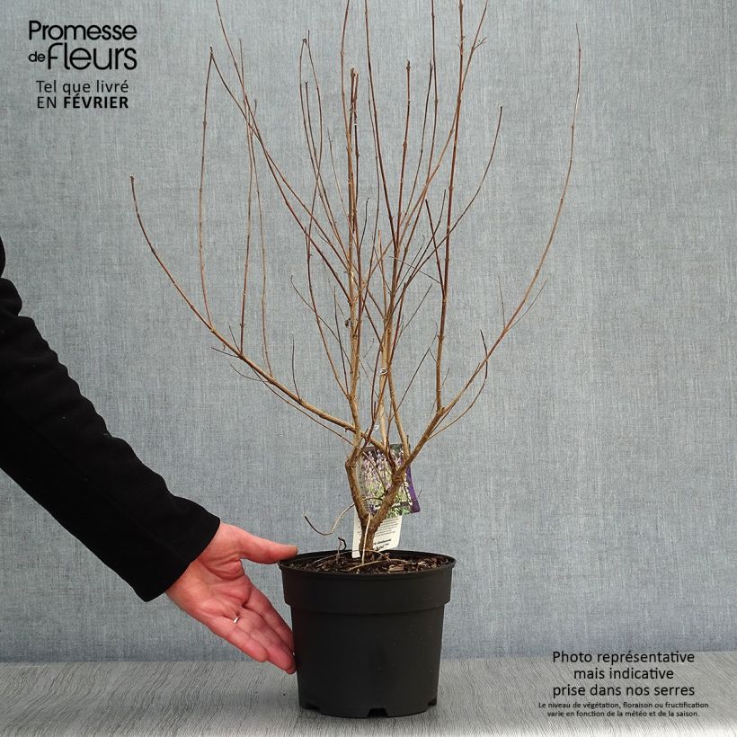 Amostra de Caryopteris Summer Sorbet® - Spirée Bleue, Barbe-bleue Vaso de 3 L/4 L tal como entregue no inverno