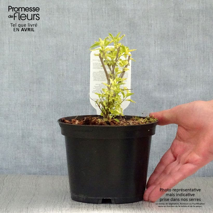 Amostra de Caryopteris Summer Sorbet® Vaso de 3 L/4 L tal como entregue na primavera