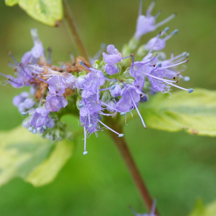 Caryopteris Summer Sorbet® (Floração)