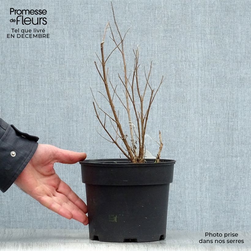 Amostra de Caryopteris White Surprise - Spirée bleue, Barbe-bleue Vaso de 2 L/3 L tal como entregue no inverno