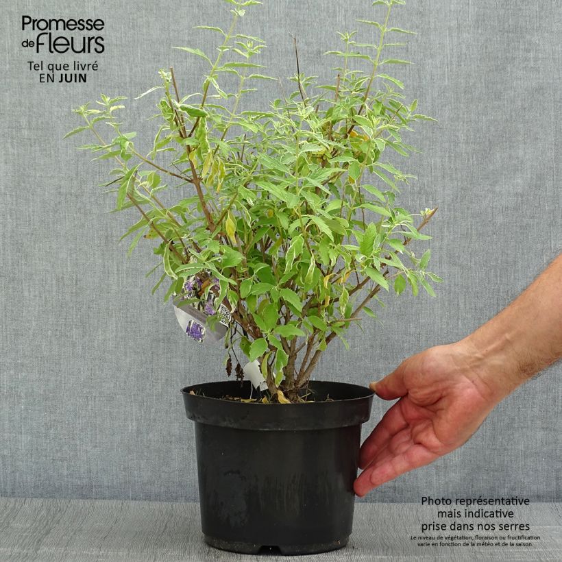 Amostra de Caryopteris White Surprise Vaso de 2 L/3 L tal como entregue no verão