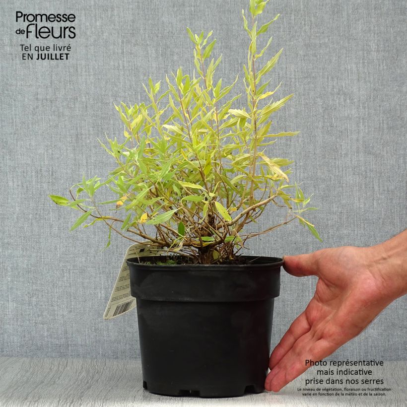 Amostra de Caryopteris Worcester Gold Vaso de 2 L/3 L tal como entregue no verão