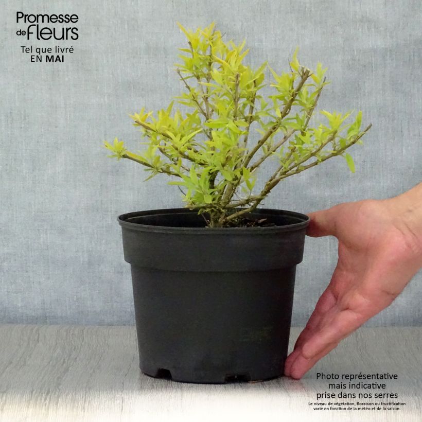 Amostra de Caryopteris Worcester Gold Vaso de 2 L/3 L tal como entregue na primavera