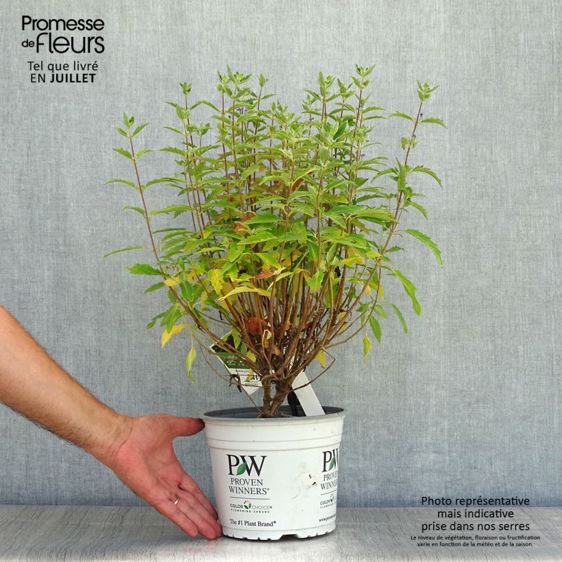 Amostra de Caryopteris clandonensis Beyond Midnight Vaso de 3 L/4 L tal como entregue no verão