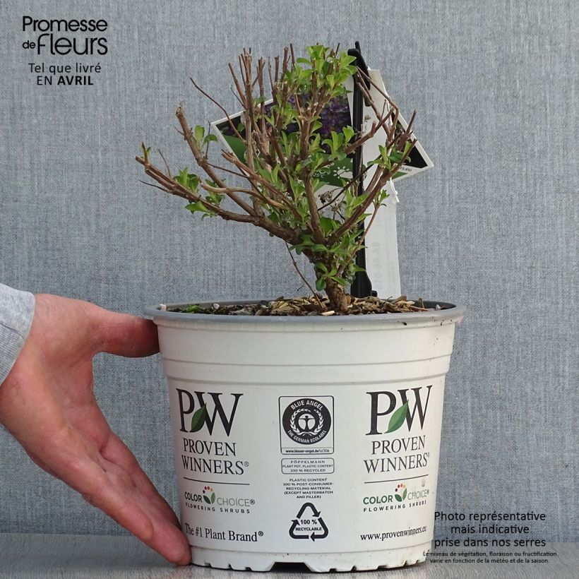 Amostra de Caryopteris clandonensis Beyond Midnight Vaso de 3 L/4 L tal como entregue na primavera