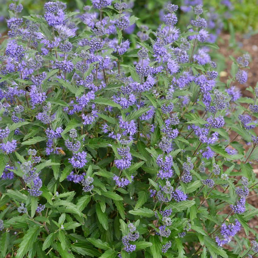 Caryopteris clandonensis Beyond Midnight (Hábito)