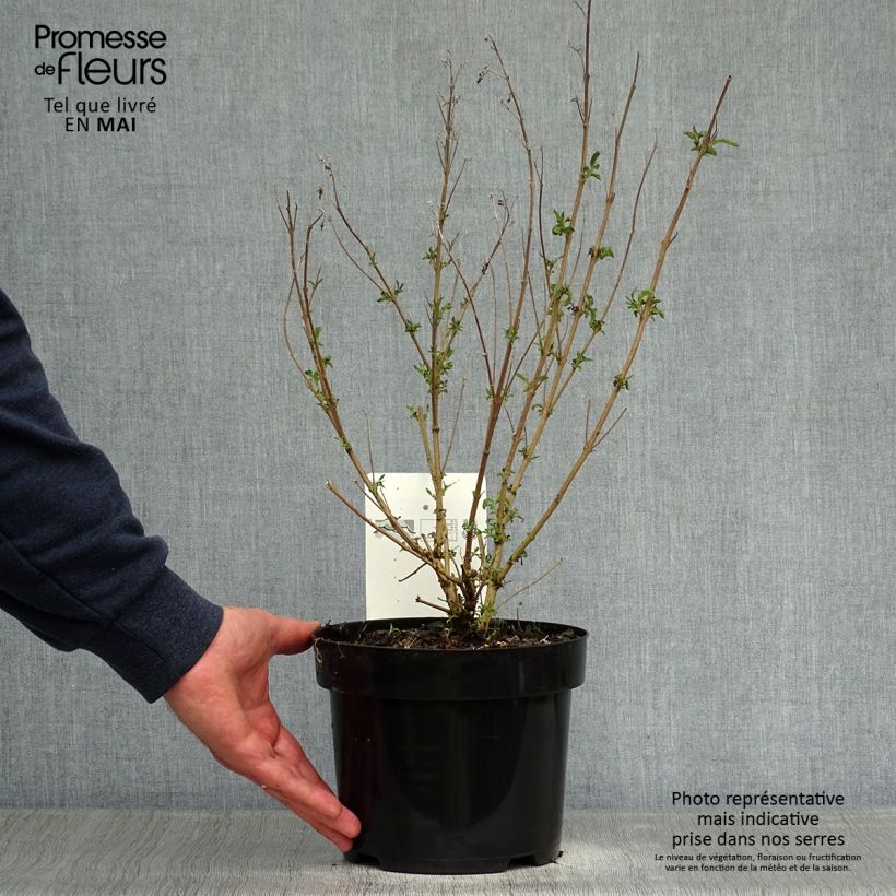 Amostra de Caryopteris clandonensis First Choice Vaso de 2 L/3 L tal como entregue na primavera