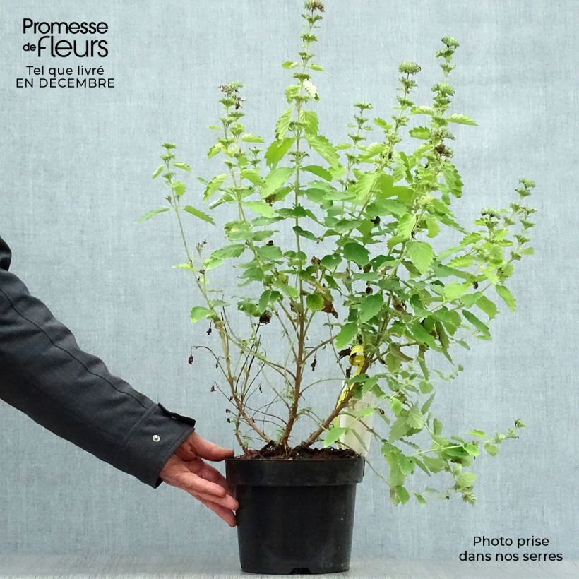 Amostra de Caryopteris clandonensis Good as Gold - Spirée bleue Vaso de 2 L/3 L tal como entregue no inverno