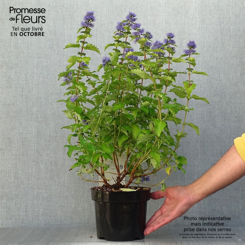 Amostra de Caryopteris clandonensis Good as Gold Vaso de 2 L/3 L tal como entregue no outono