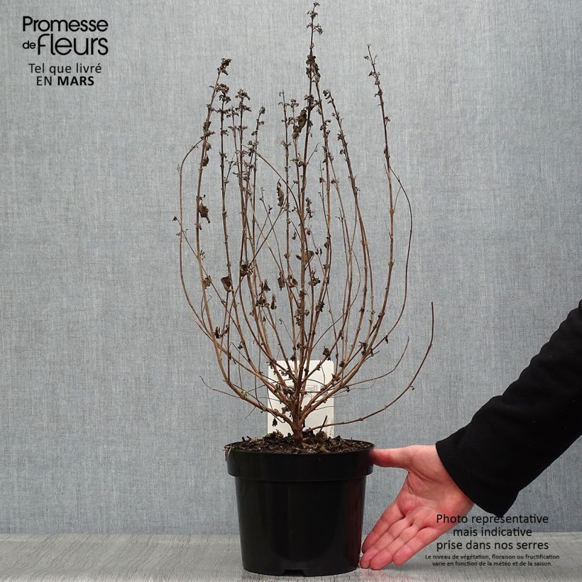 Amostra de Caryopteris clandonensis Good as Gold Vaso de 2 L/3 L tal como entregue na primavera