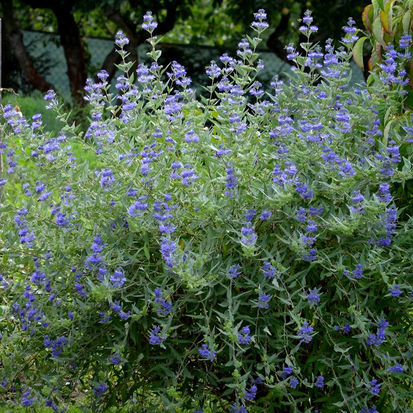 Caryopteris clandonensis Heavenly Blue (Hábito)
