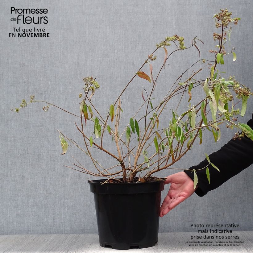 Amostra de Caryopteris clandonensis Heavenly Blue Vaso de 7,5 L/10 L tal como entregue no outono