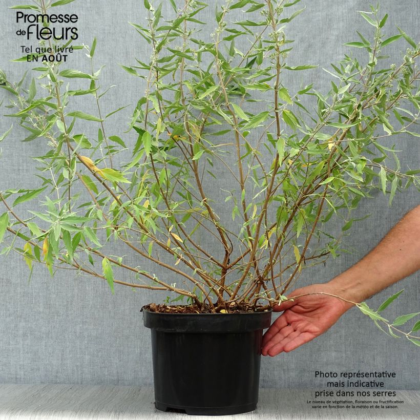 Amostra de Caryopteris clandonensis Heavenly Blue Vaso de 7,5 L/10 L tal como entregue no verão