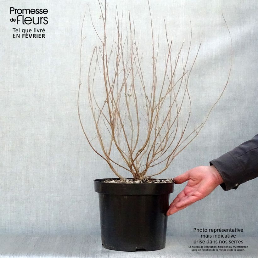 Amostra de Caryopteris clandonensis Heavenly Blue Vaso de 7,5 L/10 L tal como entregue no inverno