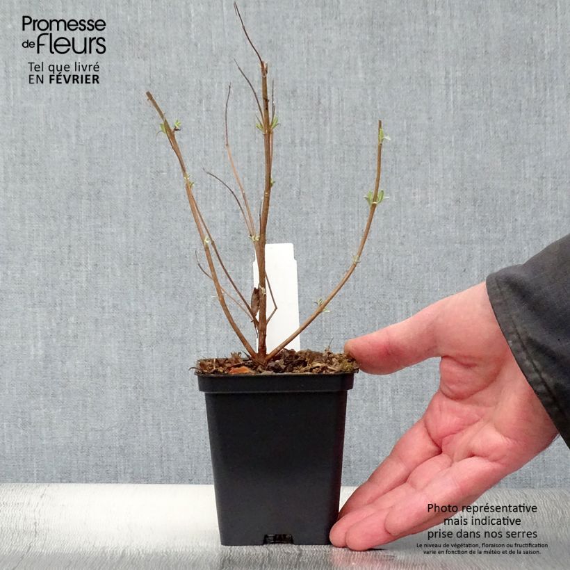 Amostra de Caryopteris clandonensis Heavenly Blue Vaso de 8/9 cm tal como entregue no inverno