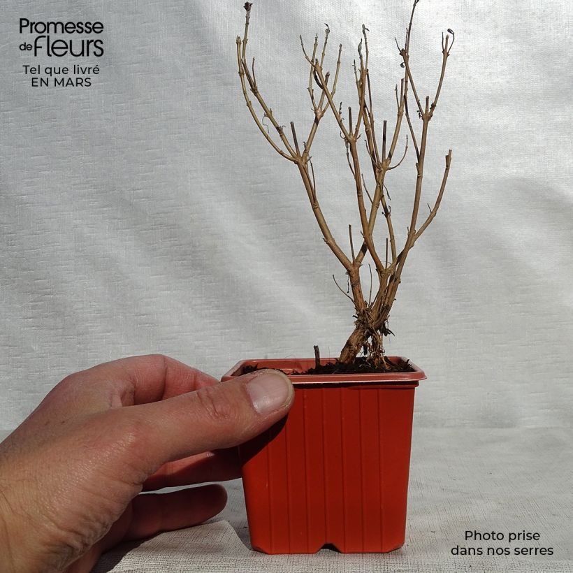 Amostra de Caryopteris clandonensis Heavenly Blue Vaso de 8/9 cm tal como entregue na primavera