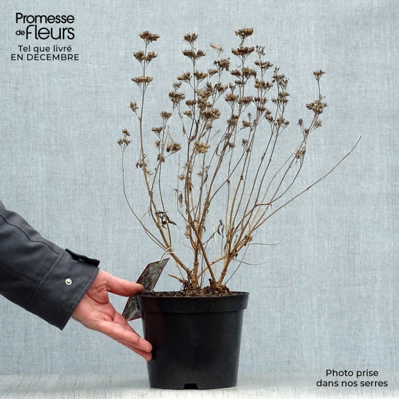 Amostra de Caryopteris clandonensis Heavenly Blue Vaso de 2 L/3 L tal como entregue no inverno