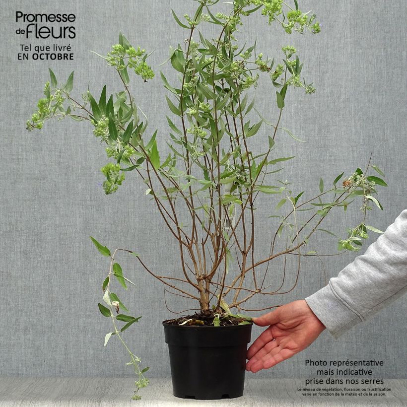 Amostra de Caryopteris clandonensis Heavenly Blue Vaso de 2 L/3 L tal como entregue no outono