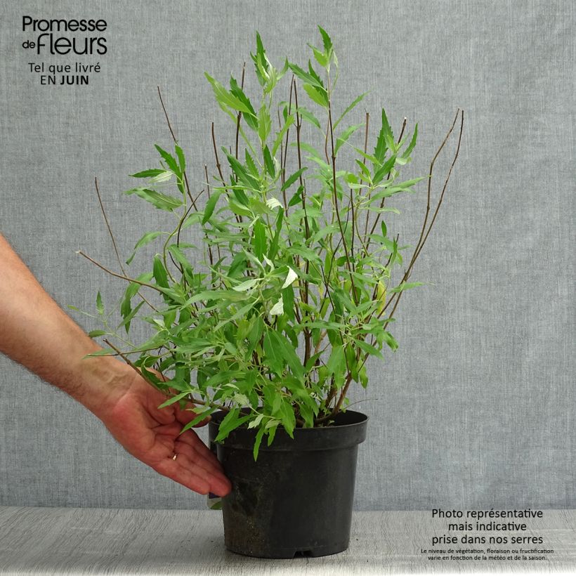 Amostra de Caryopteris clandonensis Heavenly Blue Vaso de 2 L/3 L tal como entregue no verão