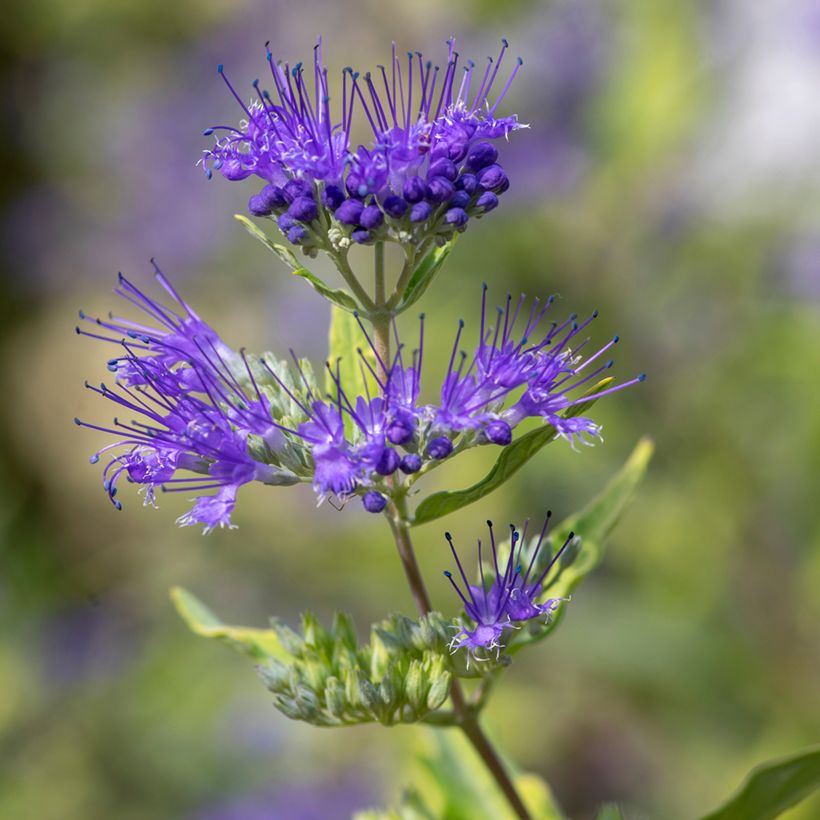 Caryopteris clandonensis Kew Blue (Floração)