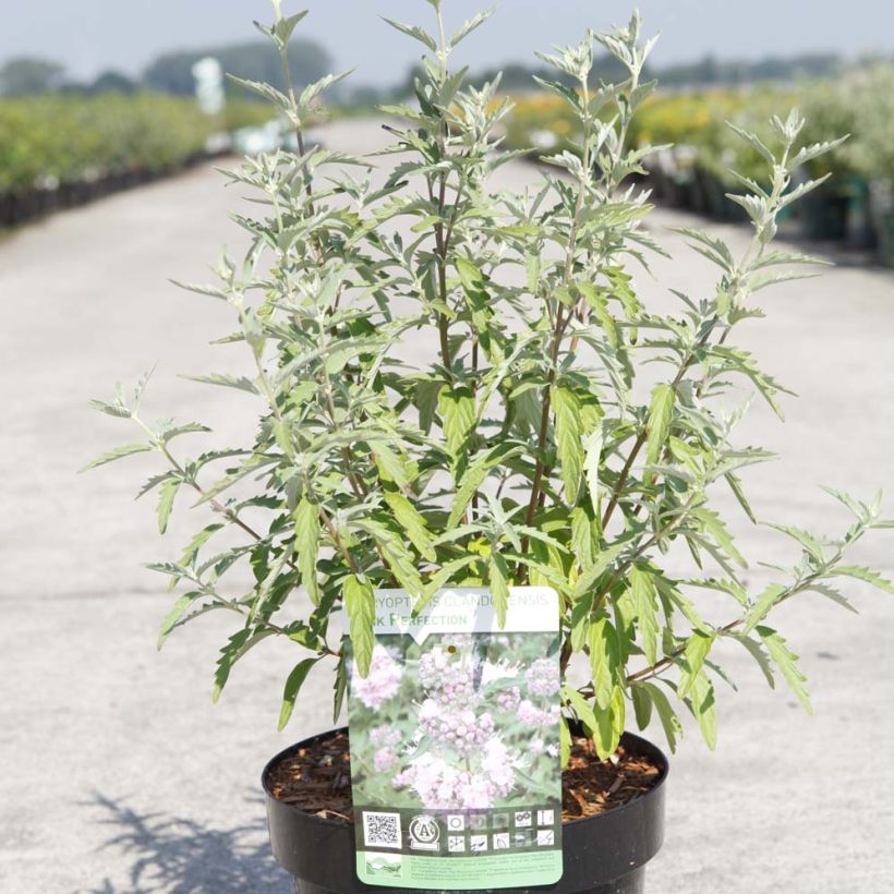 Caryopteris clandonensis Pink Perfection (Hábito)