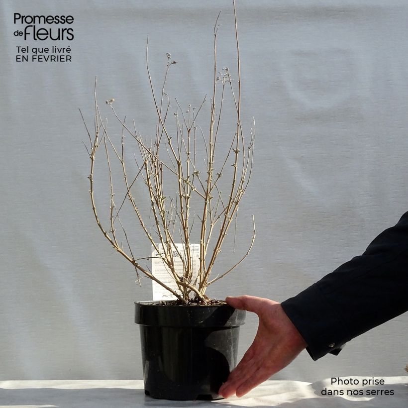 Amostra de Caryopteris clandonensis Pink Perfection Vaso de 2 L/3 L tal como entregue no inverno