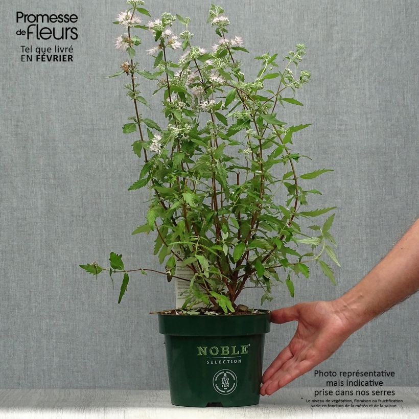 Amostra de Caryopteris clandonensis Pink Perfection Vaso de 2 L/3 L tal como entregue no outono