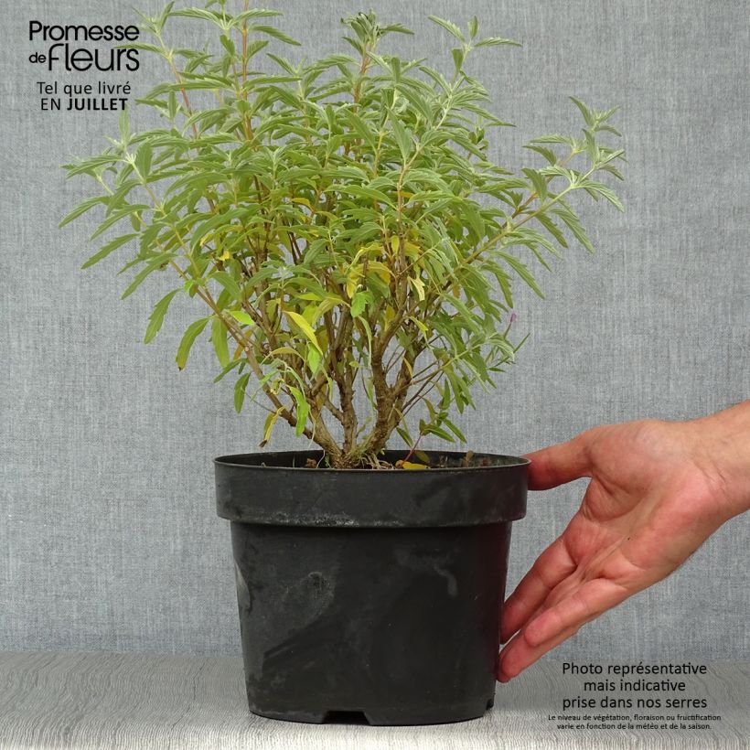 Amostra de Caryopteris clandonensis Pink Perfection Vaso de 2 L/3 L tal como entregue no verão