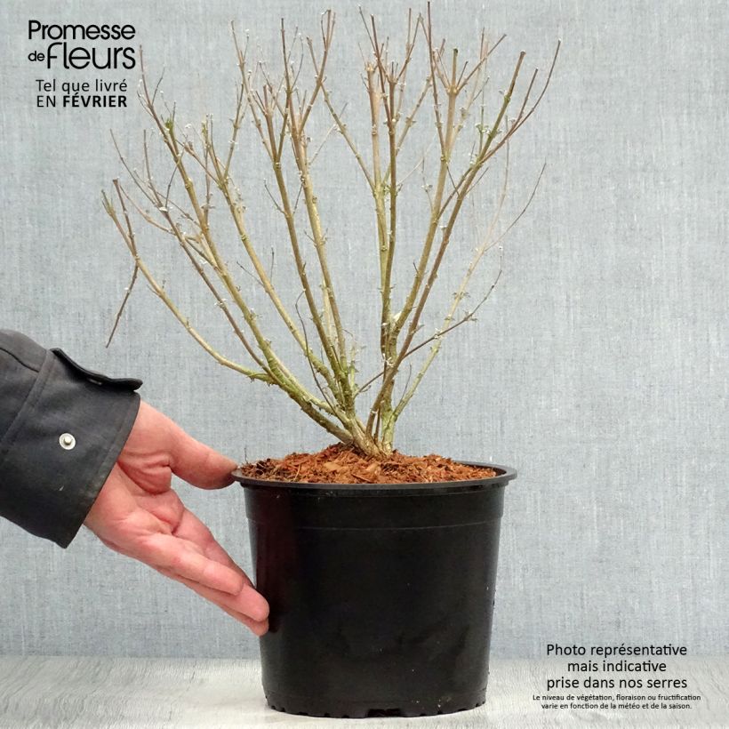 Amostra de Caryopteris clandonensis Stephi - Spirée bleue Vaso de 3 L/4 L tal como entregue no inverno