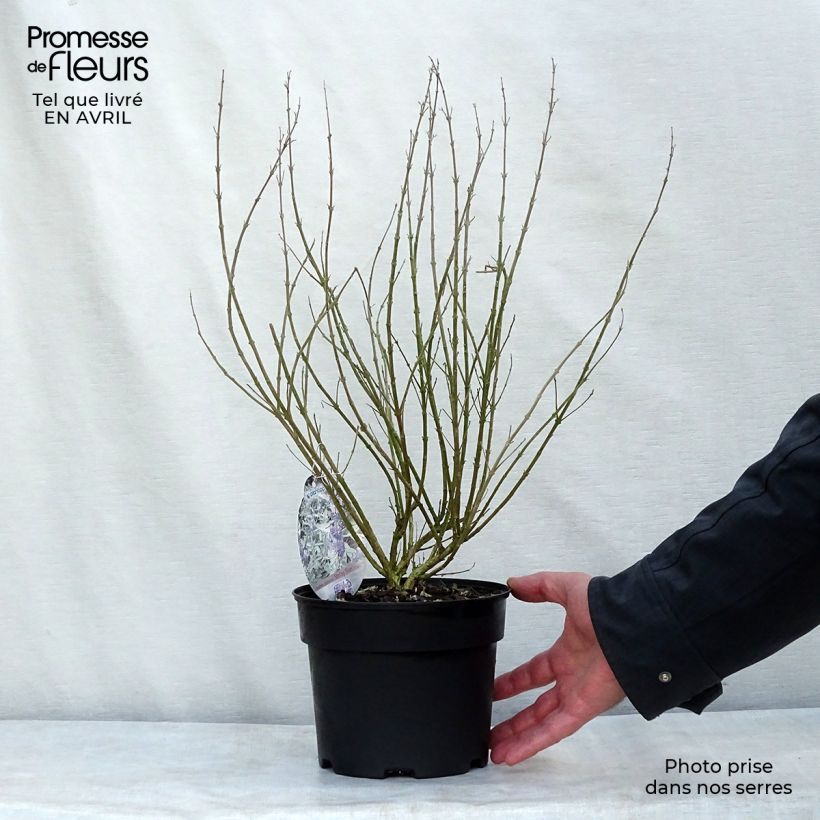 Amostra de Caryopteris clandonensis Sterling Silver Vaso de 2 L/3 L tal como entregue na primavera