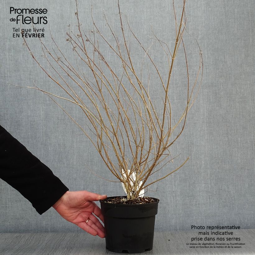 Amostra de Caryopteris clandonensis Sterling Silver - Spirée bleue Vaso de 2 L/3 L tal como entregue no inverno