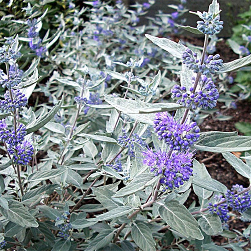 Caryopteris clandonensis Sterling Silver (Floração)