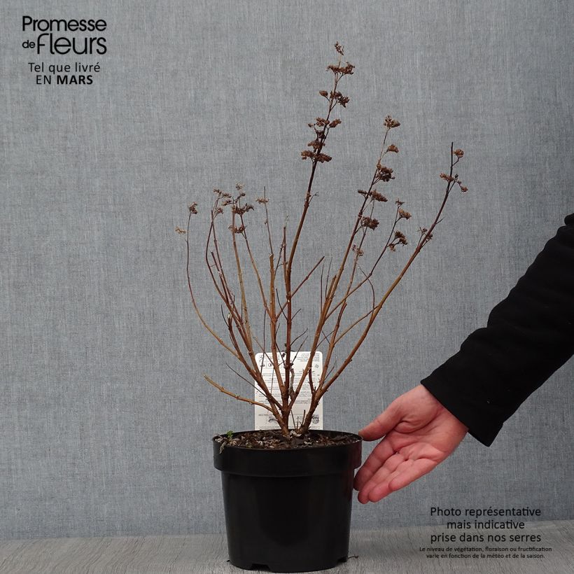 Amostra de Caryopteris clandonensis Thetis - Spirée bleue Vaso de 2 L/3 L tal como entregue no inverno