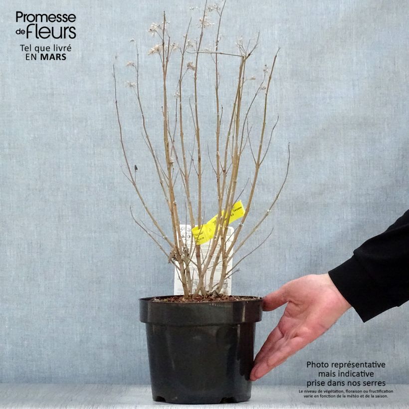 Amostra de Caryopteris clandonensis Thetis Vaso de 2 L/3 L tal como entregue na primavera