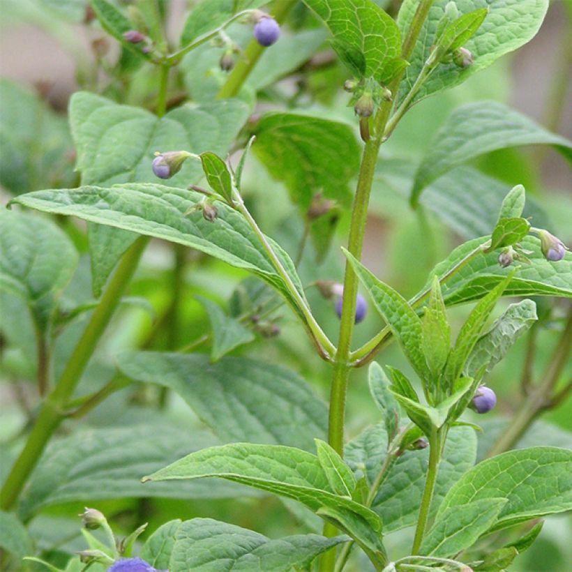 Caryopteris divaricata (Folhagem)