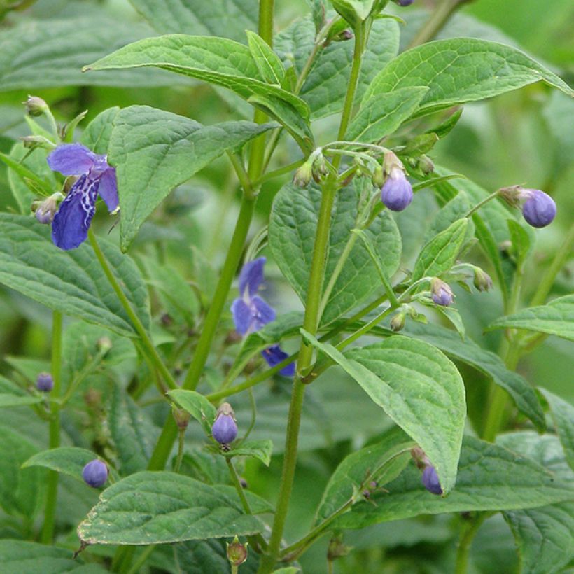 Caryopteris divaricata (Floração)