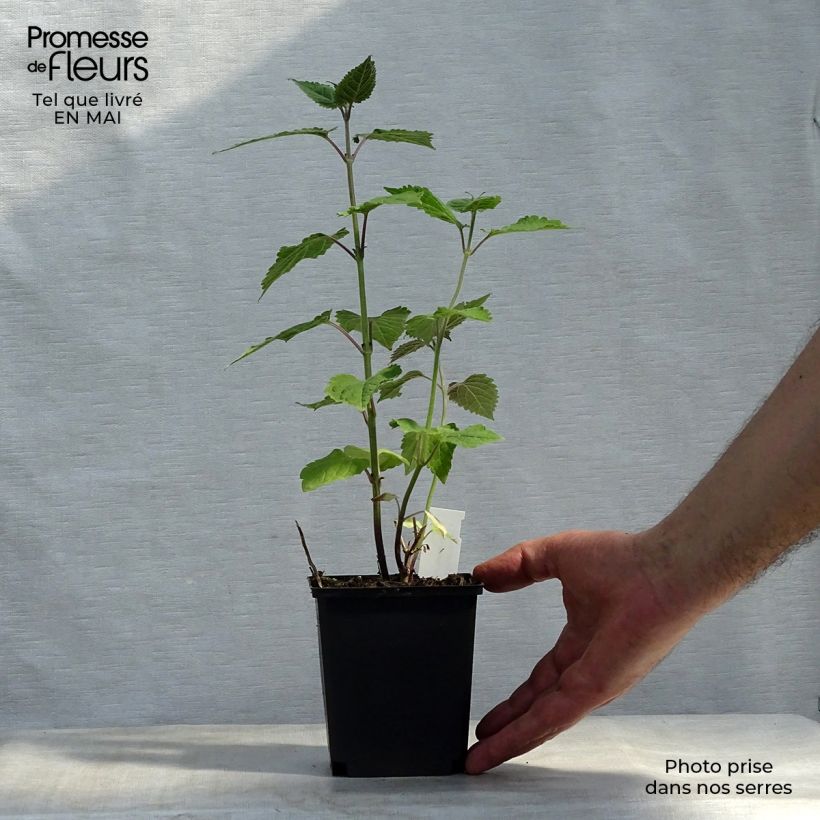 Amostra de Caryopteris divaricata Vaso de 8/9 cm tal como entregue na primavera