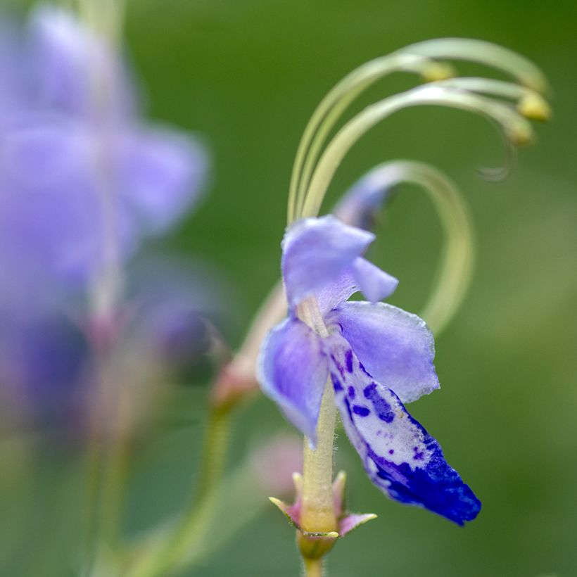 Caryopteris divaricata (Floração)