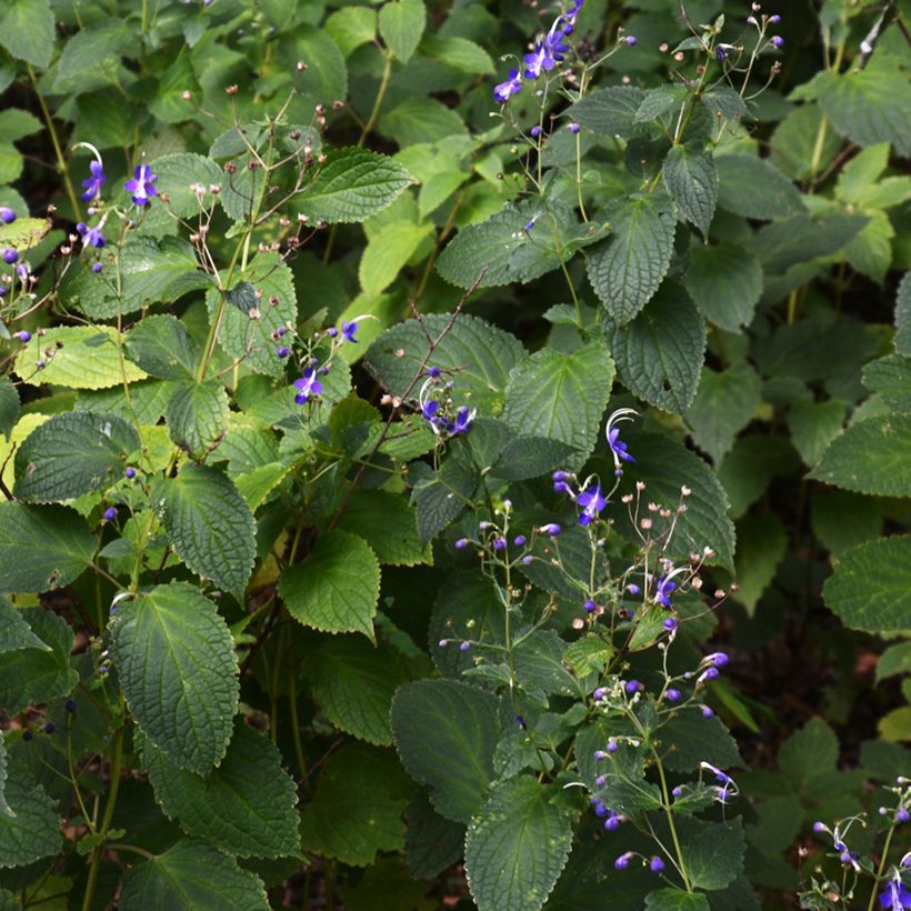 Caryopteris divaricata (Hábito)