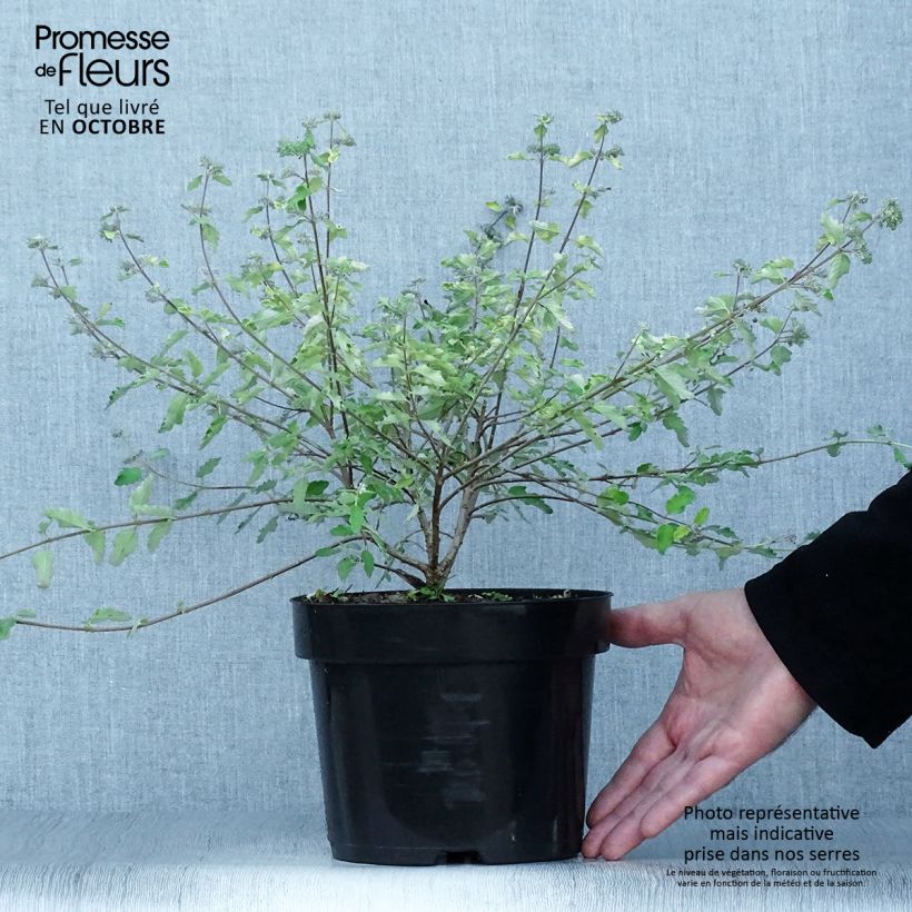 Amostra de Caryopteris incana Sunny Blue Vaso de 2 L/3 L tal como entregue no outono