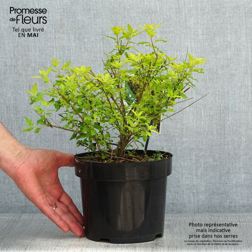Amostra de Caryopteris incana Sunny Blue Vaso de 2 L/3 L tal como entregue na primavera